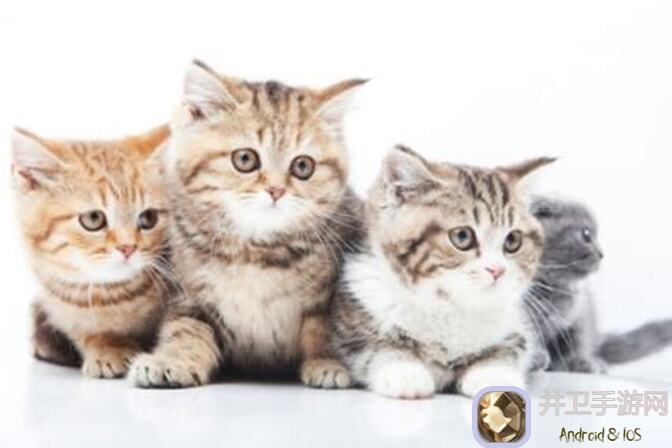 猫之城角色汇总攻略：自选四个角色各有所长，快来看看谁最对你的胃口！