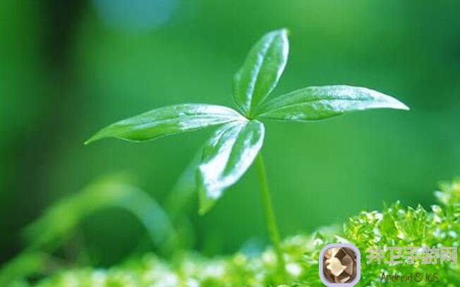 复苏的魔女420挂机自动过攻略！教你秒懂挂机技巧，轻松通关享受福利！